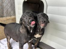 JERRY, Hund, Mischlingshund in Rumänien - Bild 10