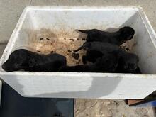 JERRY, Hund, Mischlingshund in Rumänien - Bild 11