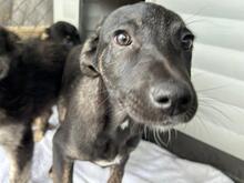 JERRY, Hund, Mischlingshund in Rumänien - Bild 2