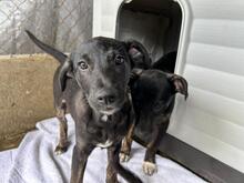 JERRY, Hund, Mischlingshund in Rumänien - Bild 3