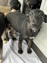 JERRY, Hund, Mischlingshund in Rumänien - Bild 4