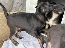 JERRY, Hund, Mischlingshund in Rumänien - Bild 5