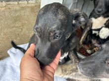 JERRY, Hund, Mischlingshund in Rumänien - Bild 6