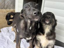 JERRY, Hund, Mischlingshund in Rumänien - Bild 7