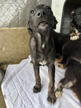 JERRY, Hund, Mischlingshund in Rumänien - Bild 9