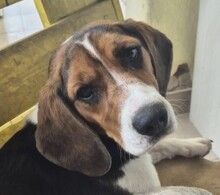 GAIA, Hund, Mischlingshund in Rumänien - Bild 1