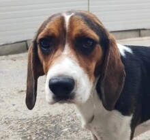 GAIA, Hund, Mischlingshund in Rumänien - Bild 2