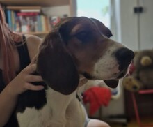 GAIA, Hund, Mischlingshund in Rumänien - Bild 3