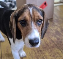 GAIA, Hund, Mischlingshund in Rumänien - Bild 4
