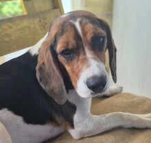 GAIA, Hund, Mischlingshund in Rumänien - Bild 5