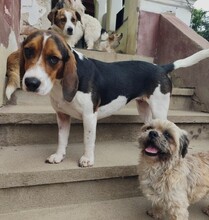 GAIA, Hund, Mischlingshund in Rumänien - Bild 6