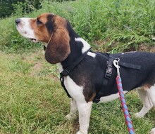 GAIA, Hund, Mischlingshund in Rumänien - Bild 7