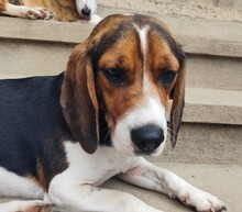 GAIA, Hund, Mischlingshund in Rumänien - Bild 8