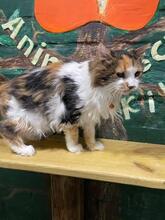 TALIFA, Katze, Langhaarkatze in Ukraine - Bild 2