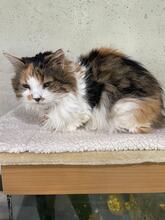 TALIFA, Katze, Langhaarkatze in Ukraine - Bild 3