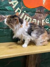 TALIFA, Katze, Langhaarkatze in Ukraine - Bild 4
