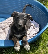 LEXY, Hund, Mischlingshund in Rumänien - Bild 1
