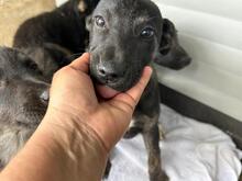 LEXY, Hund, Mischlingshund in Rumänien - Bild 2