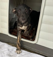 LEXY, Hund, Mischlingshund in Rumänien - Bild 3