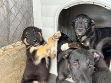 LEXY, Hund, Mischlingshund in Rumänien - Bild 4