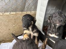 LEXY, Hund, Mischlingshund in Rumänien - Bild 7