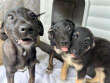 LEXY, Hund, Mischlingshund in Rumänien - Bild 9