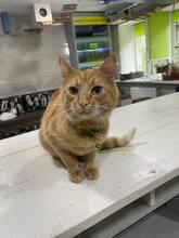 LISA, Katze, Europäisch Kurzhaar in Ukraine - Bild 2