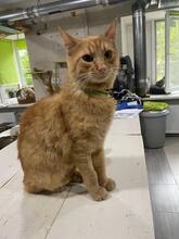 LISA, Katze, Europäisch Kurzhaar in Ukraine - Bild 3