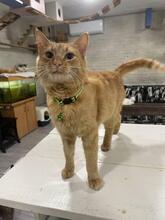 LISA, Katze, Europäisch Kurzhaar in Ukraine - Bild 4