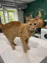 LISA, Katze, Europäisch Kurzhaar in Ukraine - Bild 5