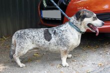 GABI, Hund, Mischling in Ungarn - Bild 2