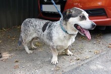 GABI, Hund, Mischling in Ungarn - Bild 3