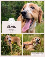 ELVIS, Hund, Mischling in Brühl - Bild 1