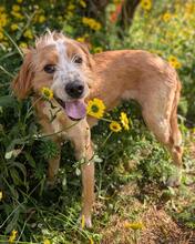 ELVIS, Hund, Mischling in Brühl - Bild 2