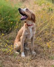 ELVIS, Hund, Mischling in Brühl - Bild 3