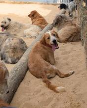 ELVIS, Hund, Mischling in Brühl - Bild 4
