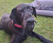 BELLA, Hund, Deutsche Dogge in Weidenberg - Bild 1