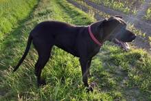 BELLA, Hund, Deutsche Dogge in Weidenberg - Bild 2
