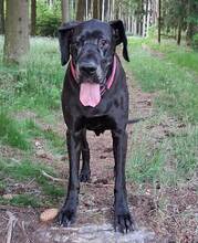 BELLA, Hund, Deutsche Dogge in Weidenberg - Bild 3