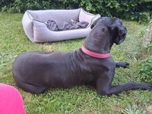 BELLA, Hund, Deutsche Dogge in Weidenberg - Bild 4