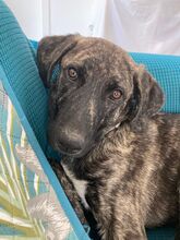 NEO, Hund, Mischling in Italien - Bild 1