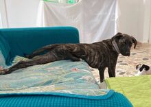 NEO, Hund, Mischling in Italien - Bild 2