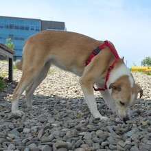LATTE, Hund, Mischlingshund in Rumänien - Bild 10