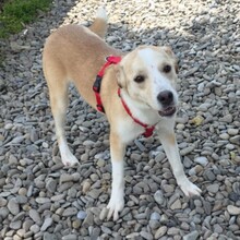 LATTE, Hund, Mischlingshund in Rumänien - Bild 12