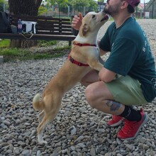 LATTE, Hund, Mischlingshund in Rumänien - Bild 13