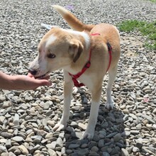 LATTE, Hund, Mischlingshund in Rumänien - Bild 15