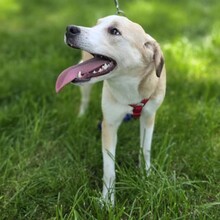 LATTE, Hund, Mischlingshund in Rumänien - Bild 5
