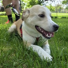 LATTE, Hund, Mischlingshund in Rumänien - Bild 7