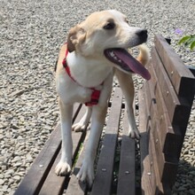 LATTE, Hund, Mischlingshund in Rumänien - Bild 9