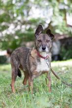 ROBIN, Hund, Mischlingshund in Ukraine - Bild 1